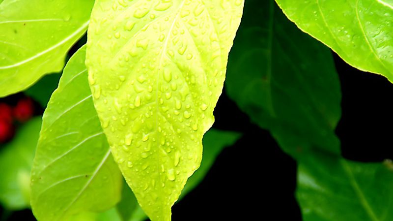 超高清养眼绿色植物晶莹水滴图片(6)