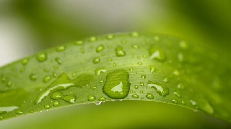 超高清养眼绿色植物晶莹水滴图片(9)