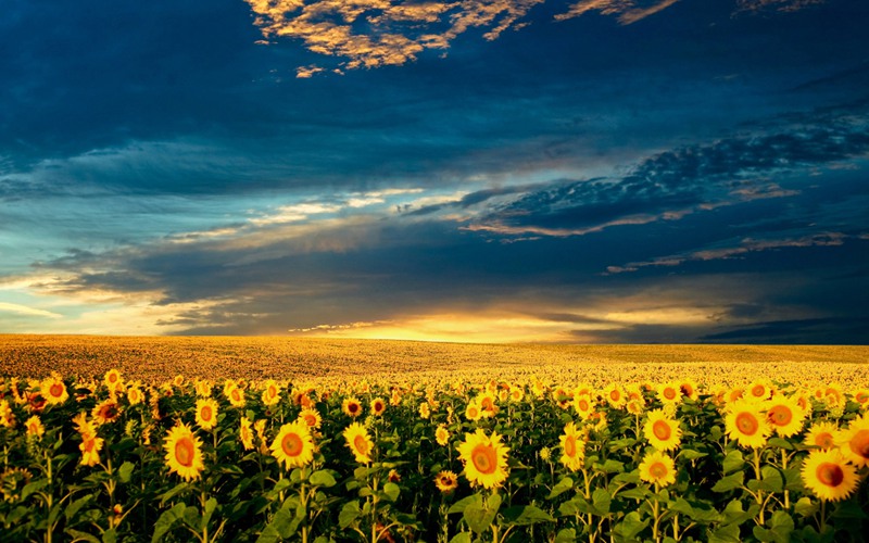喜欢追逐太阳的向日葵意境图片(2)