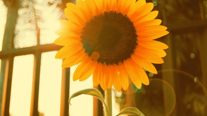 喜欢追逐太阳的向日葵意境图片(7)