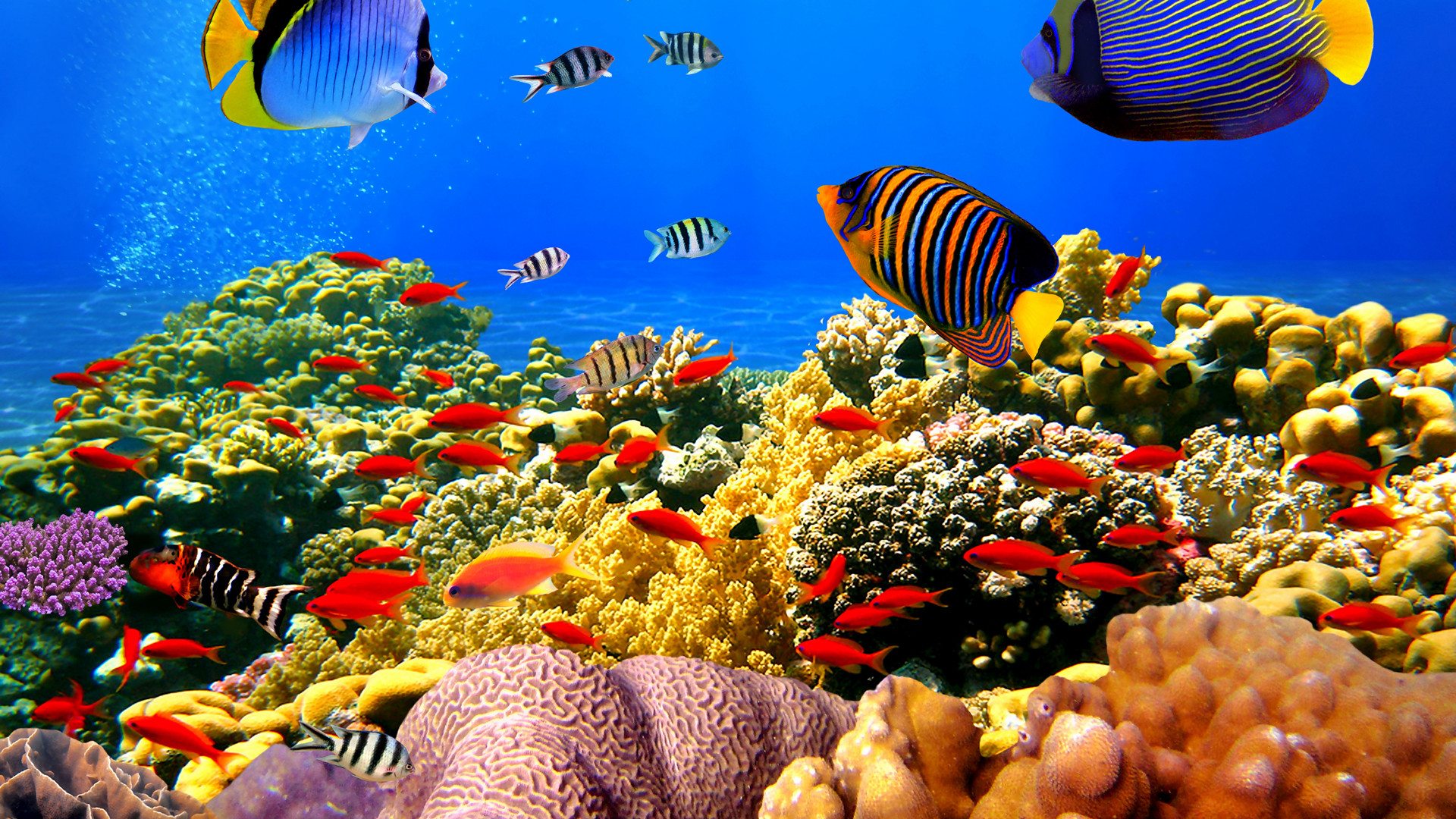 海底珊瑚鱼群唯美图片素材