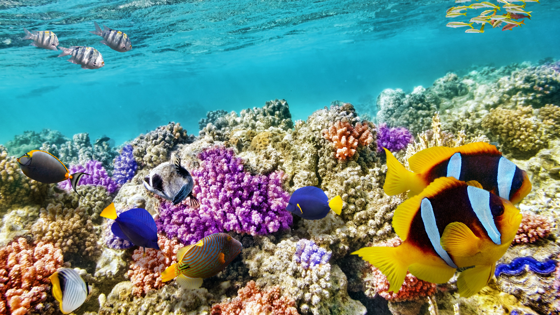 海底珊瑚鱼群唯美图片素材