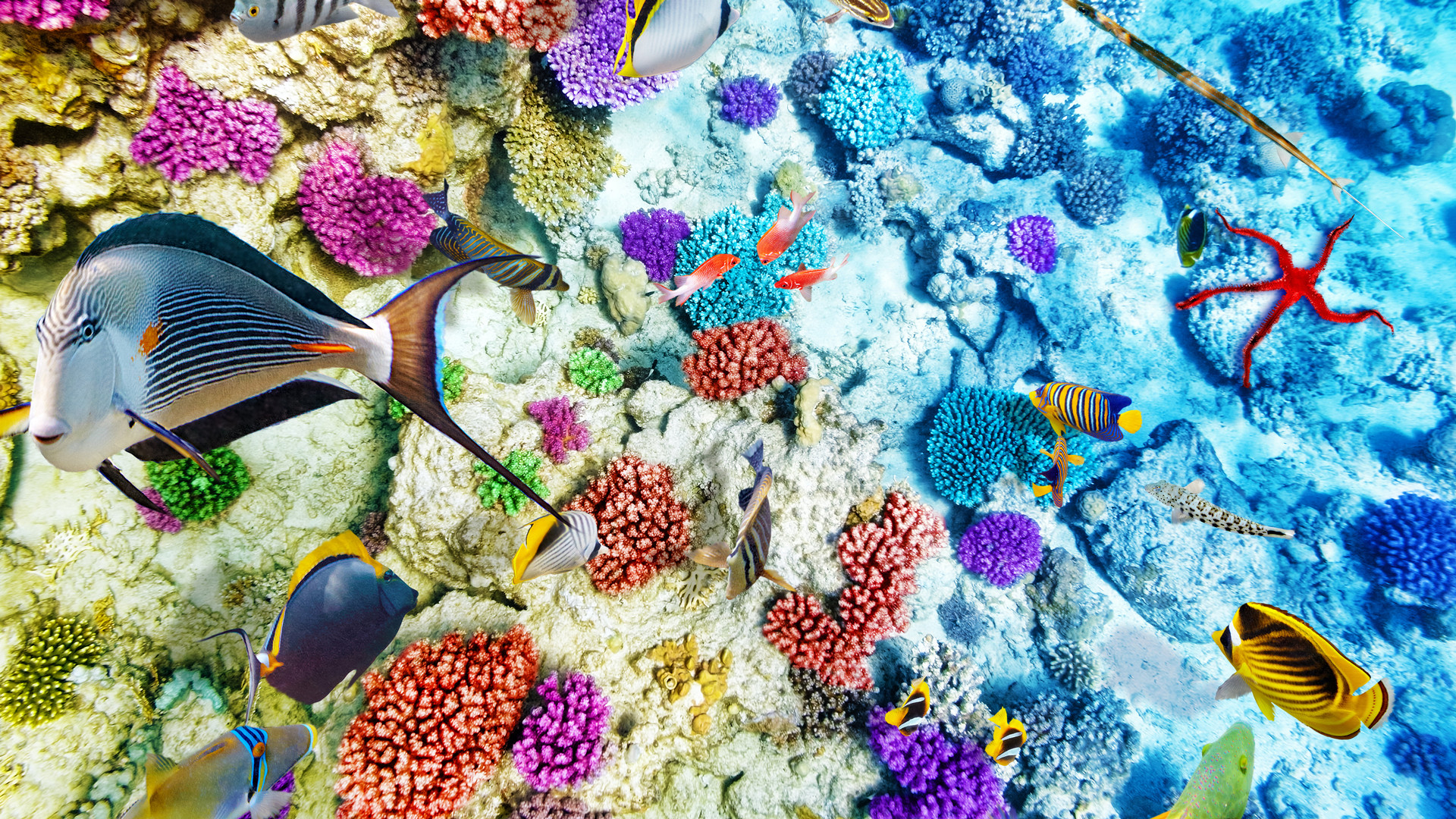 海底珊瑚鱼群唯美图片素材(5)