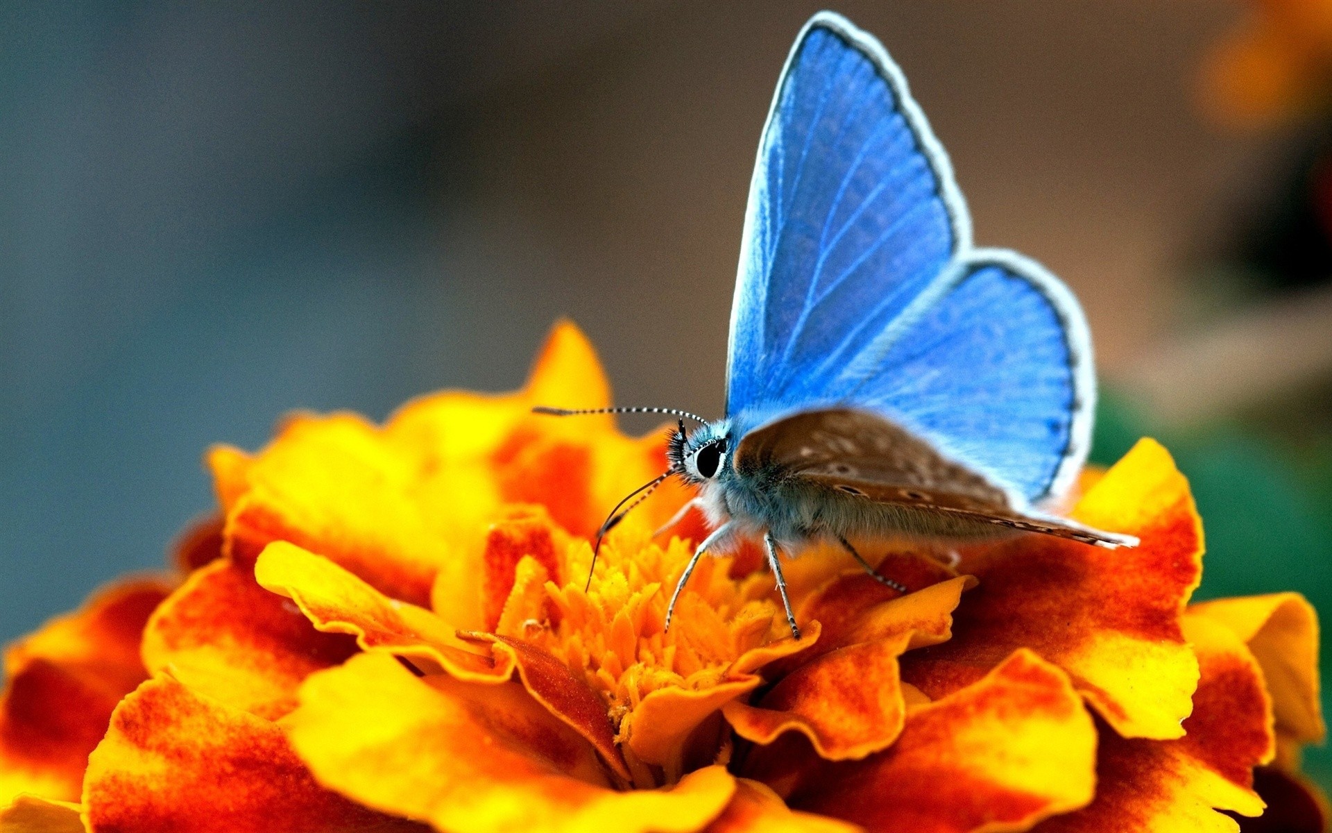 蝴蝶摄影图片素材 蝴蝶生态摄影图片