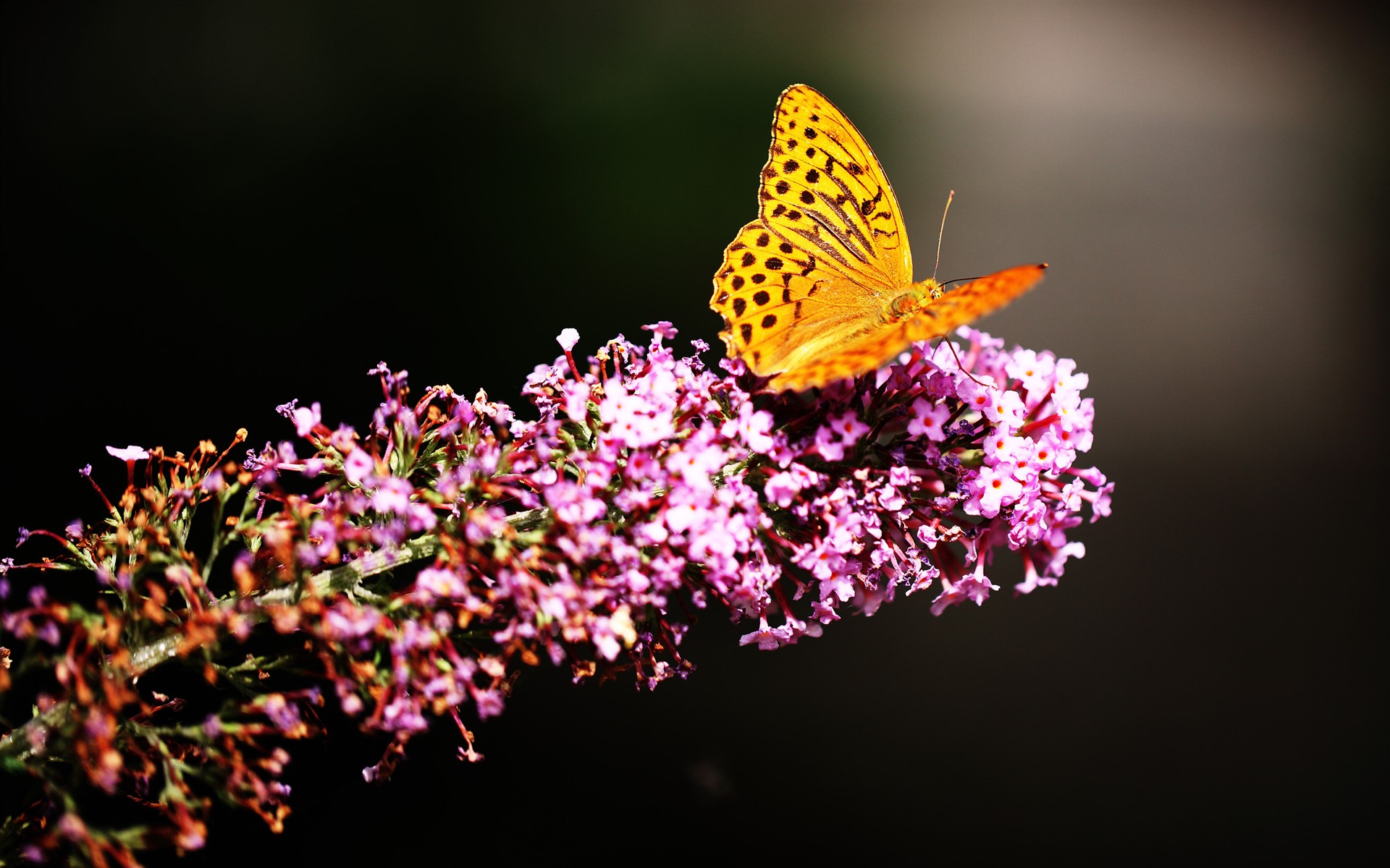 蝴蝶摄影图片素材 蝴蝶生态摄影图片(5)