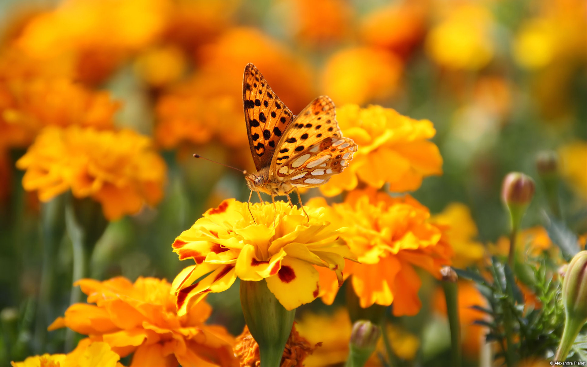蝴蝶与花朵图片大全 蝴蝶和花的唯美图片