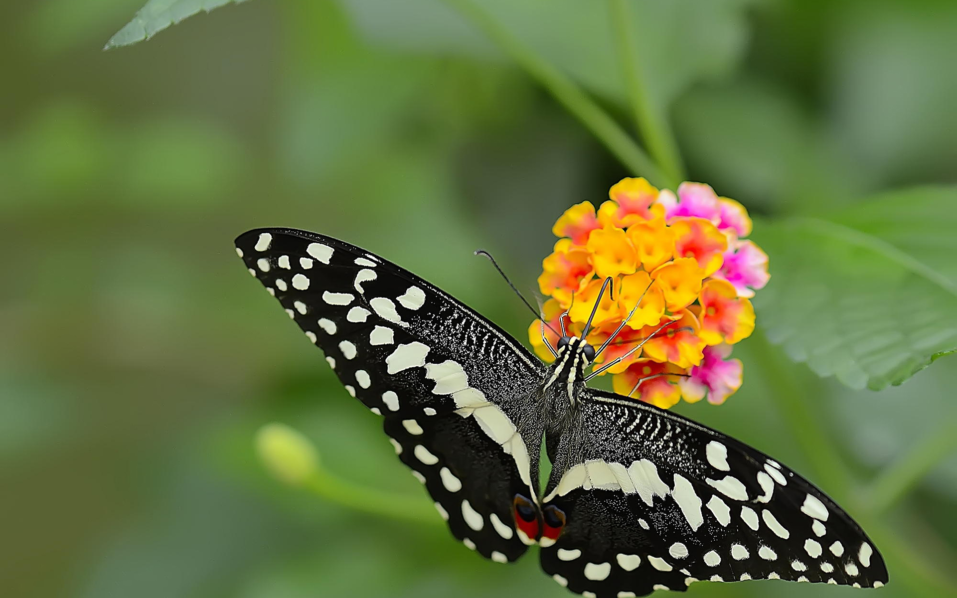 蝴蝶与花朵图片大全 蝴蝶和花的唯美图片(4)