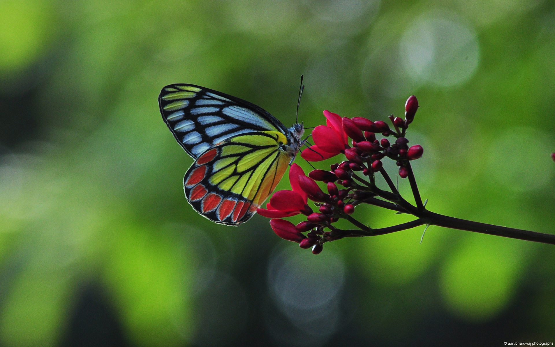 蝴蝶与花朵图片大全 蝴蝶和花的唯美图片(5)