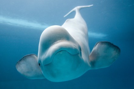 可爱的白鲸图片 大白鲸图片大全(3)