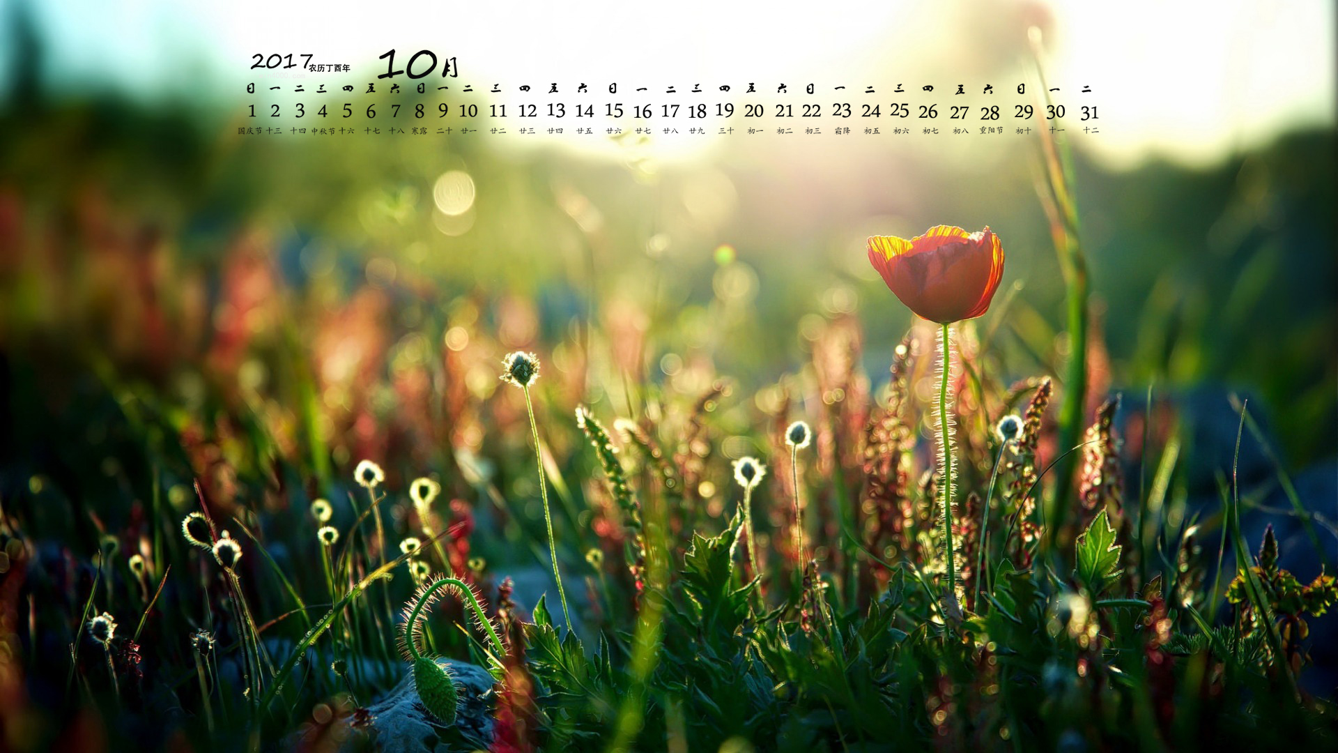 2017年10月唯美花卉图片日历壁纸桌面