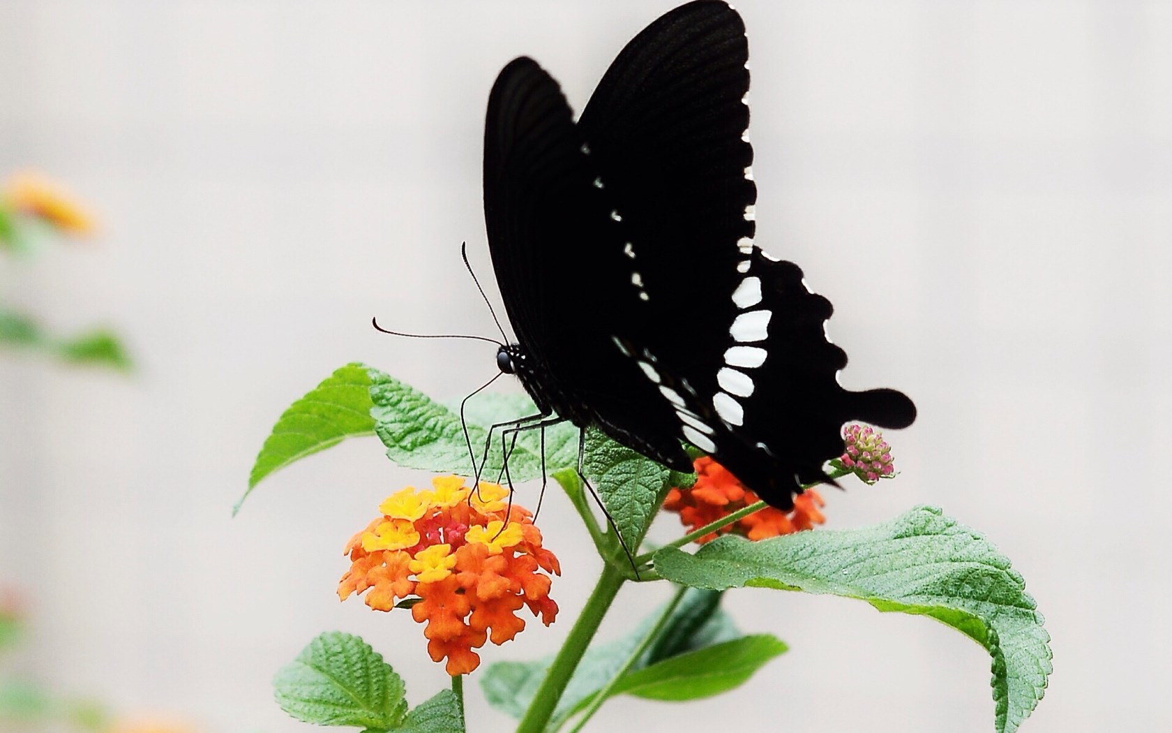 清新自然蝴蝶高清桌面壁纸