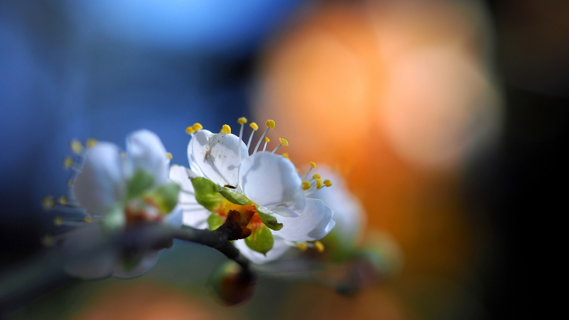 微距花卉摄影作品欣赏(2)