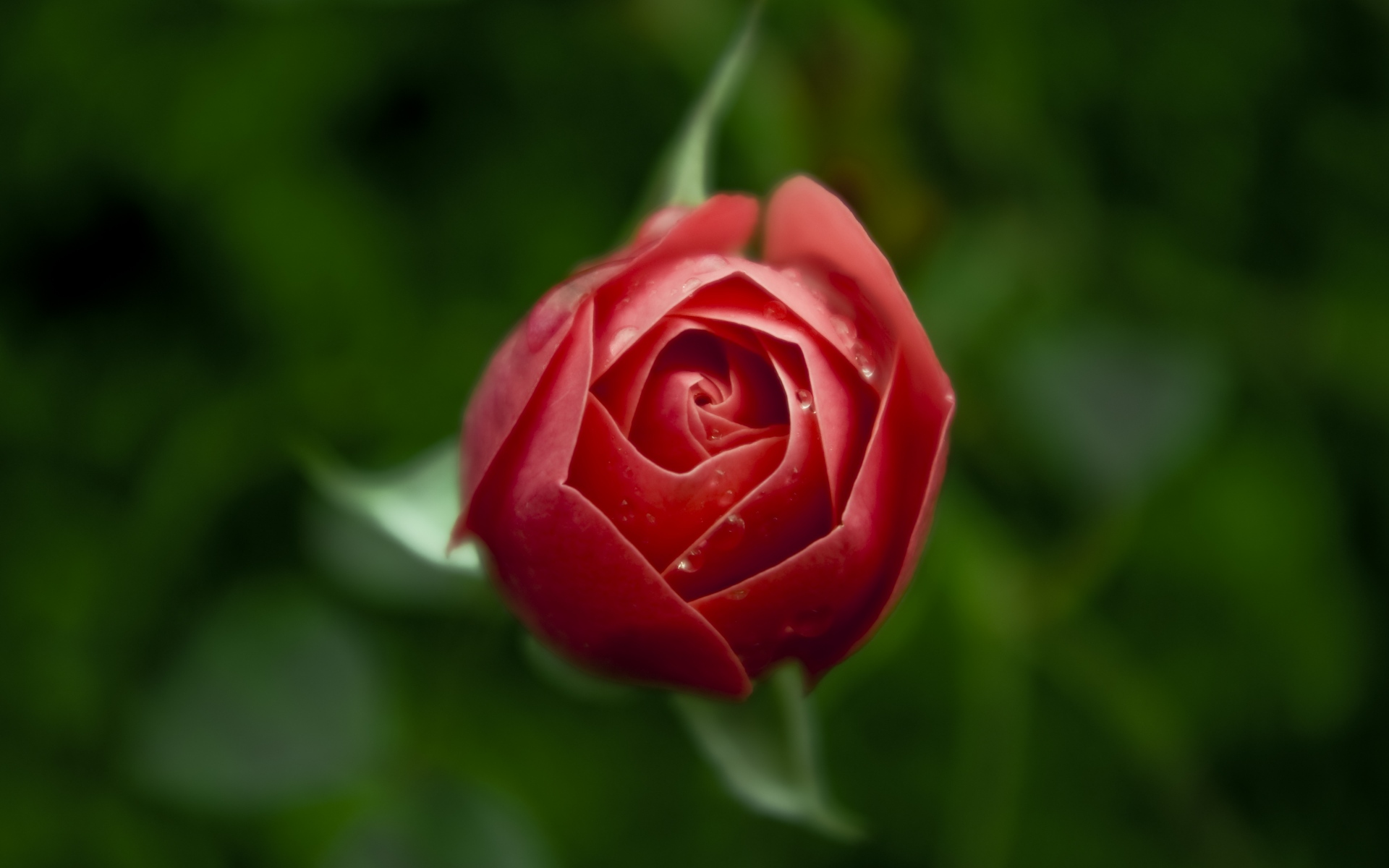 红玫瑰高清唯美图片