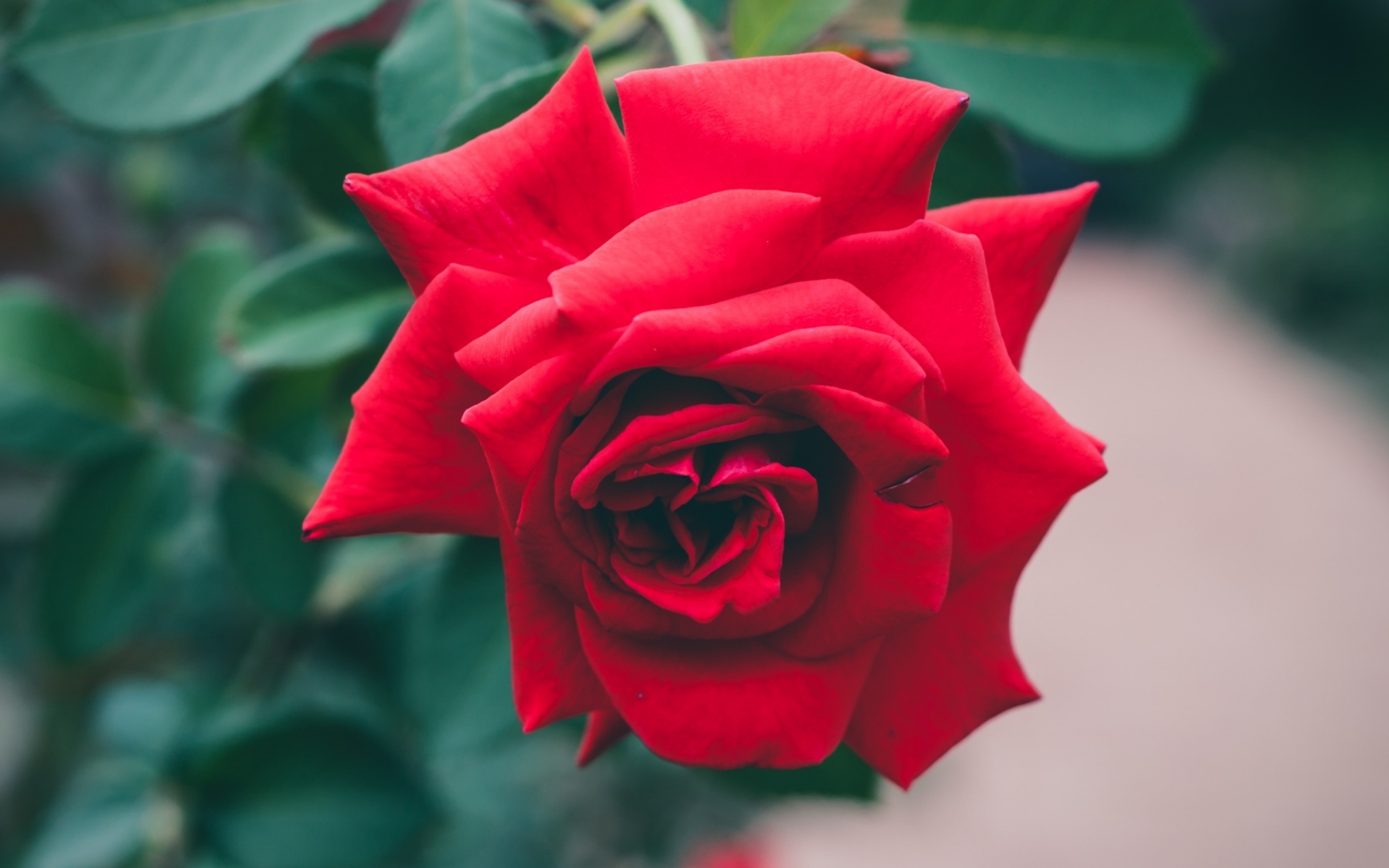 红玫瑰高清唯美图片