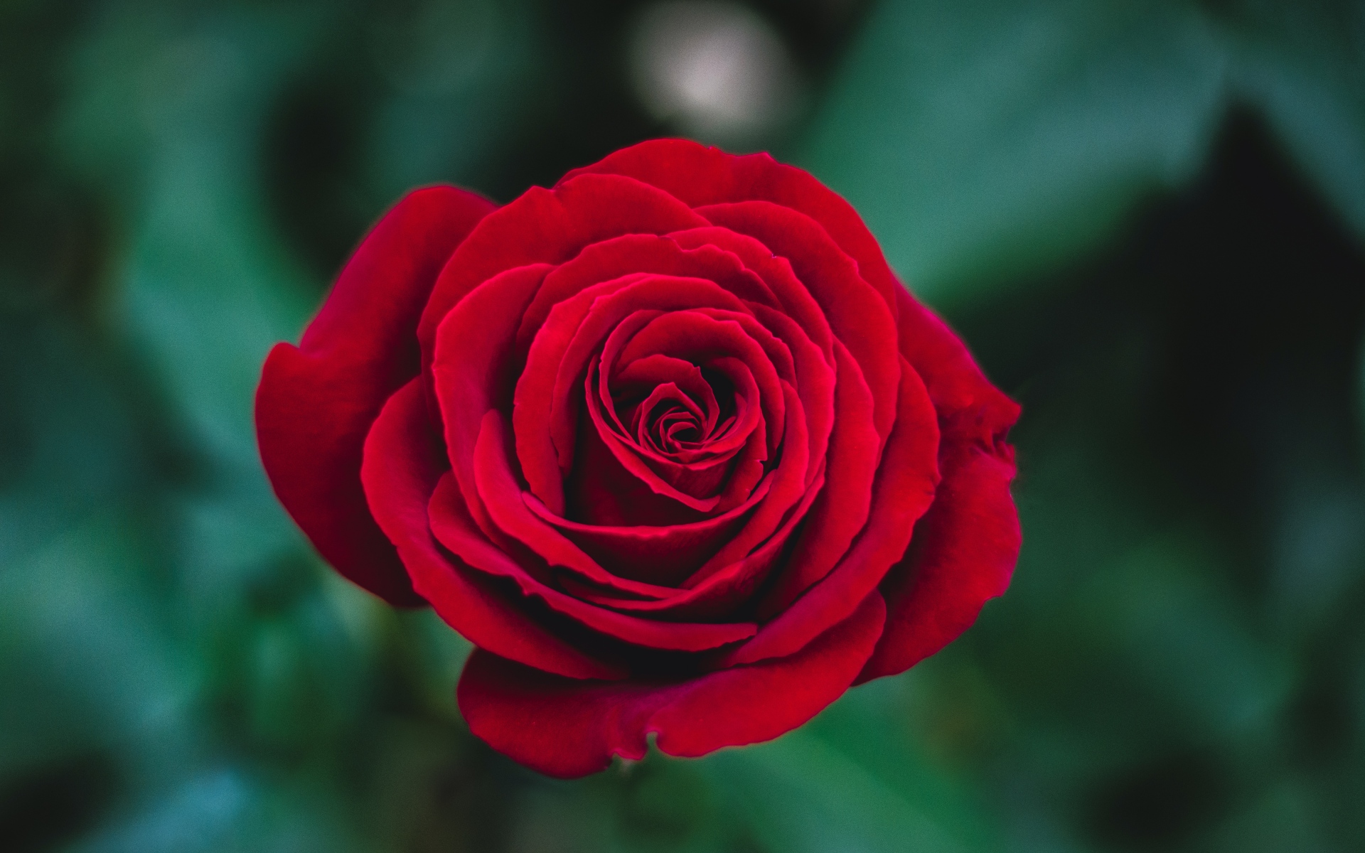 红玫瑰高清唯美图片(3)
