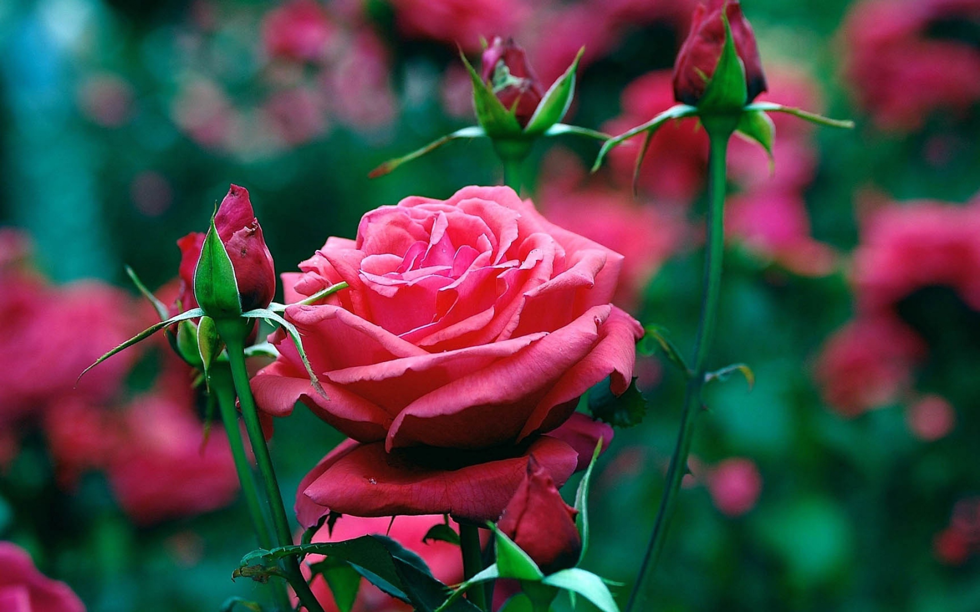 红玫瑰高清唯美图片(6)