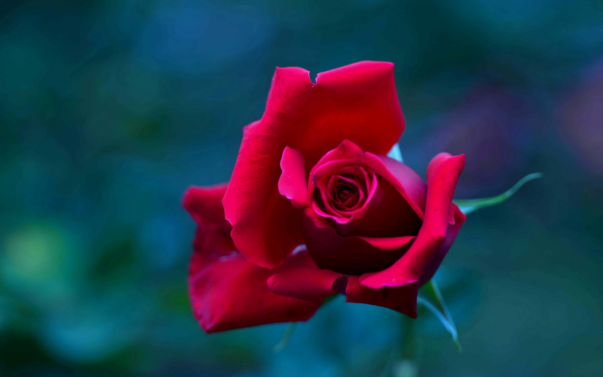 红玫瑰高清唯美图片(8)