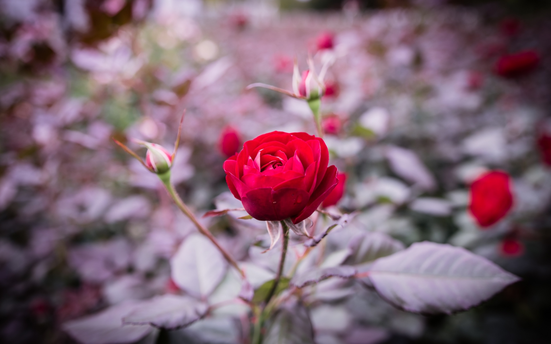百媚千娇的玫瑰花图片