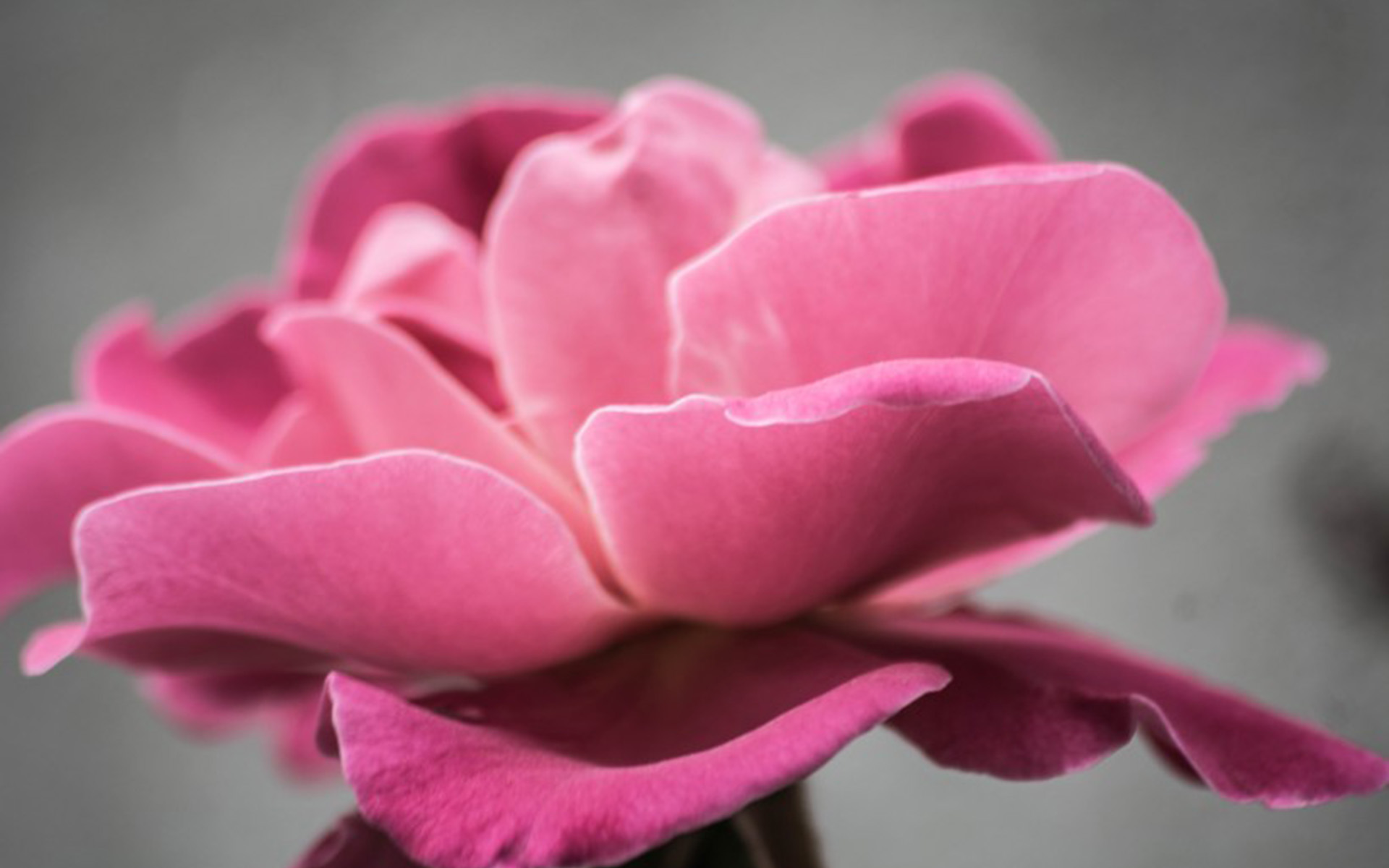 粉色娇嫩玫瑰花高清图片(2)