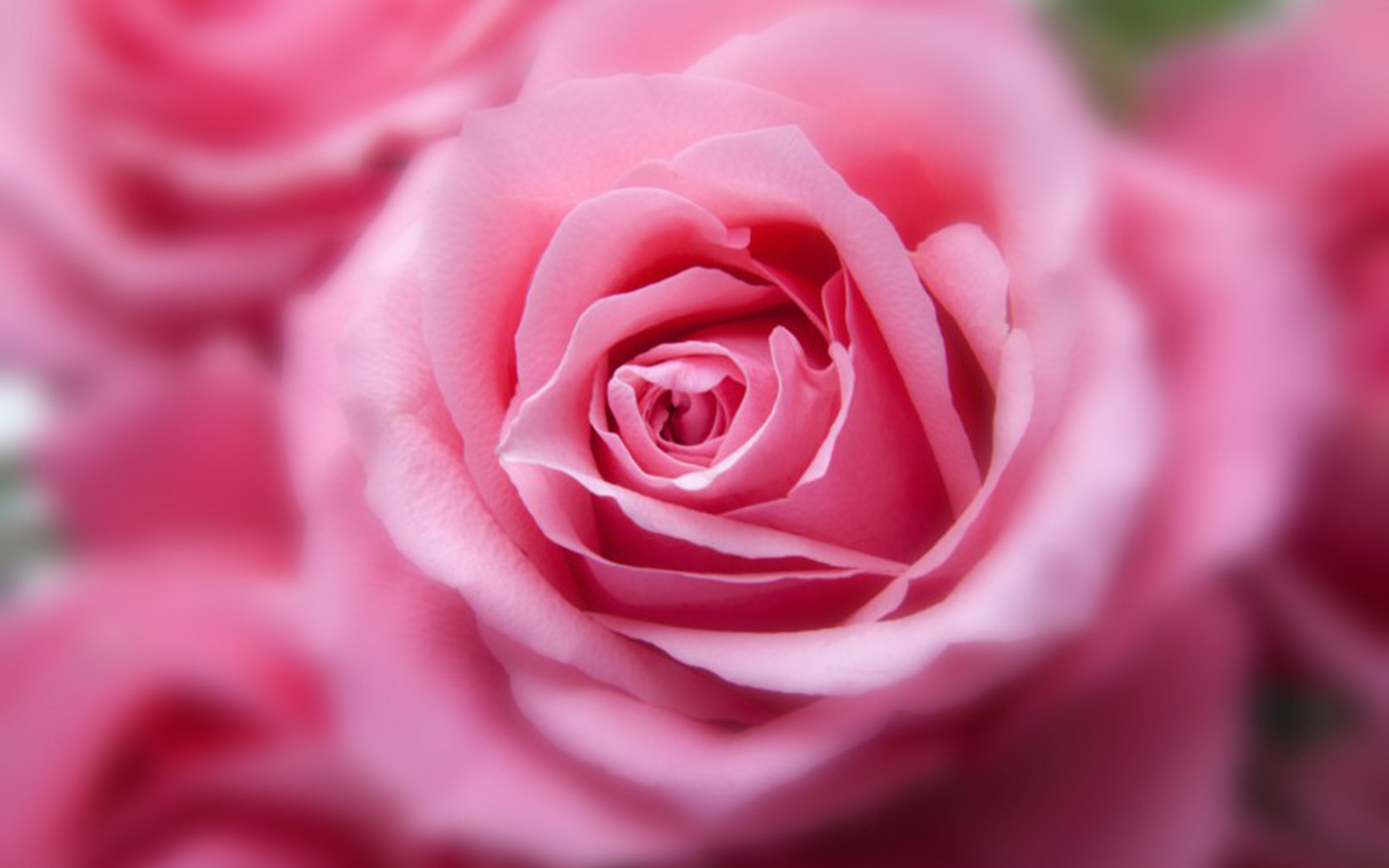 粉色娇嫩玫瑰花高清图片(5)