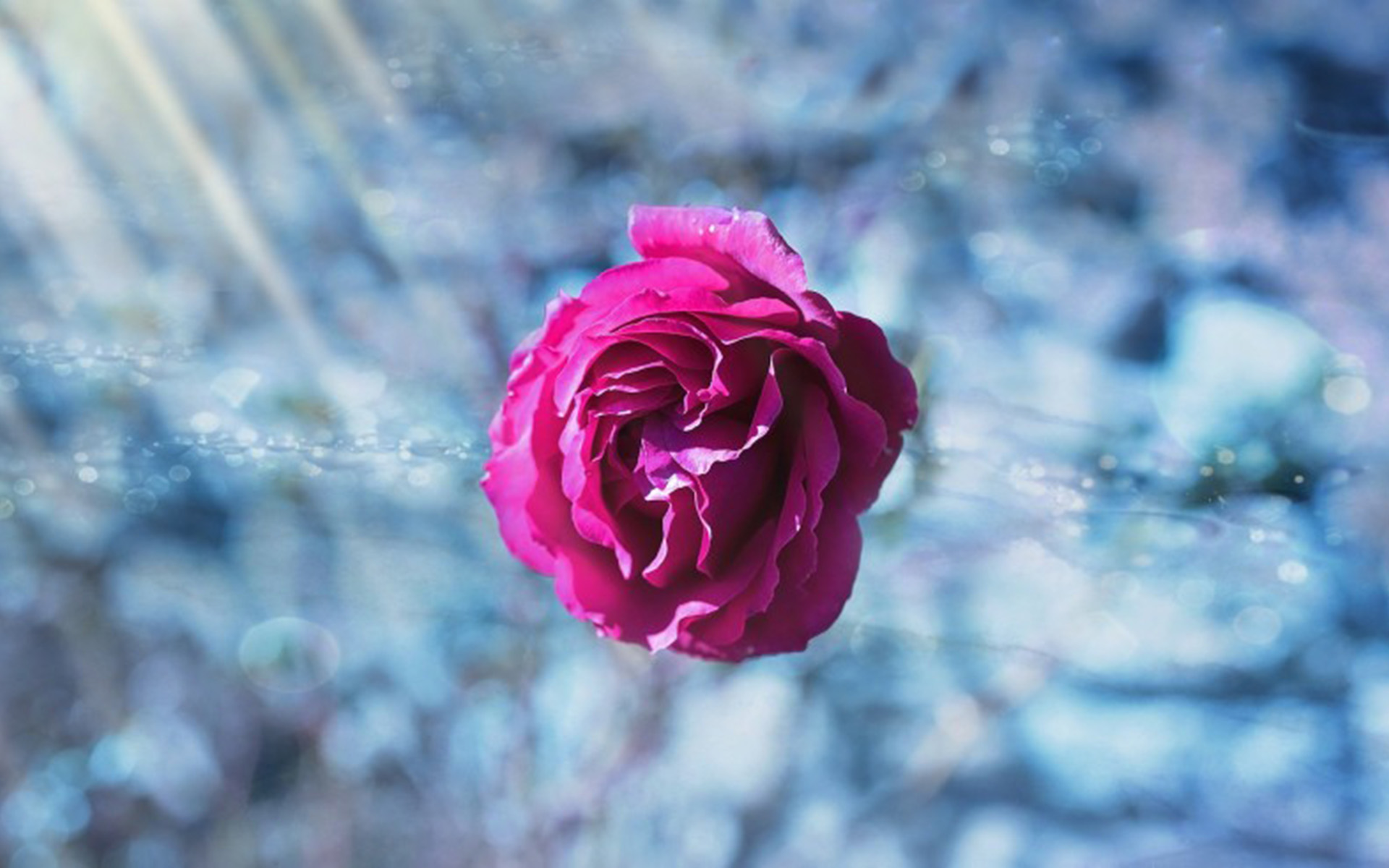 粉色娇嫩玫瑰花高清图片(6)