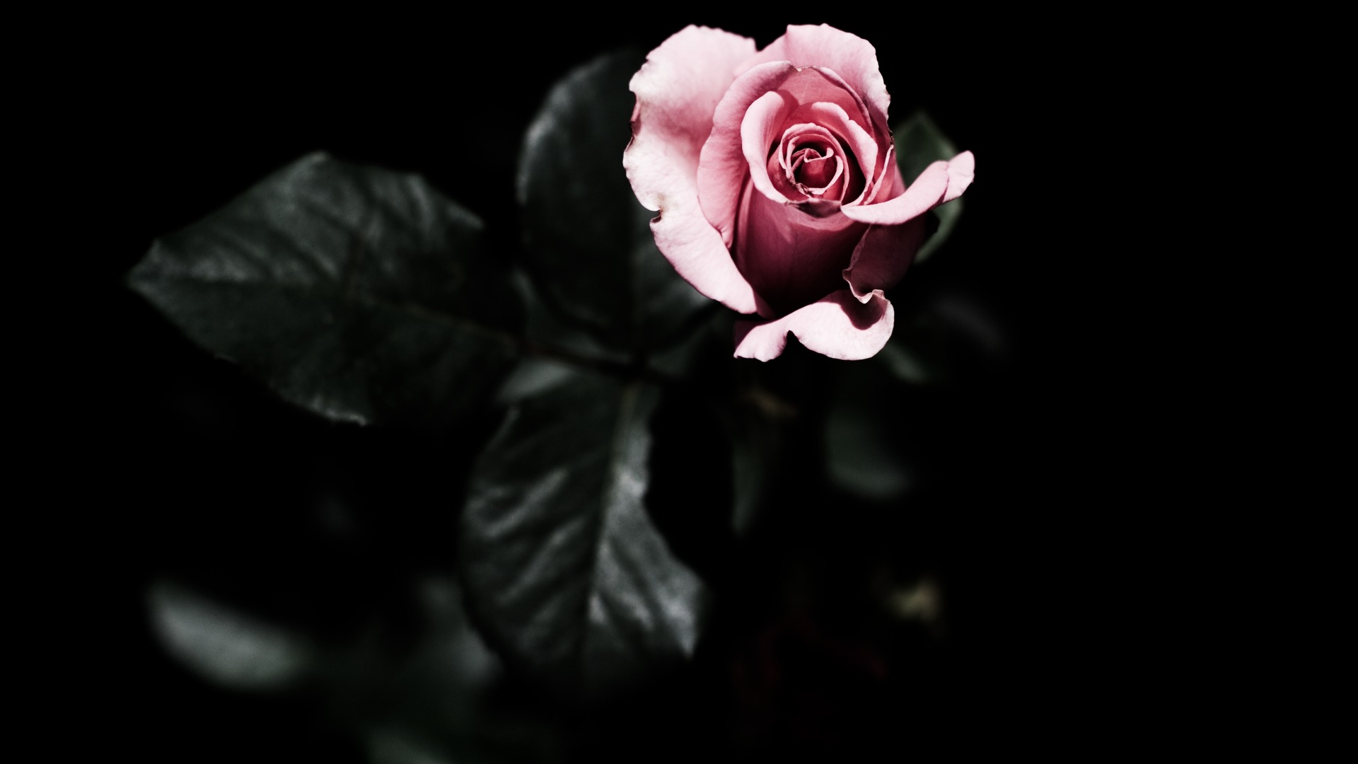 绚烂的玫瑰花高清壁纸(4)