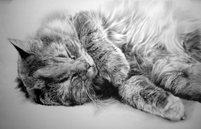 超写实猫咪素描图片