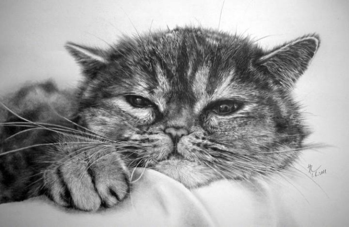 超写实猫咪素描图片(3)
