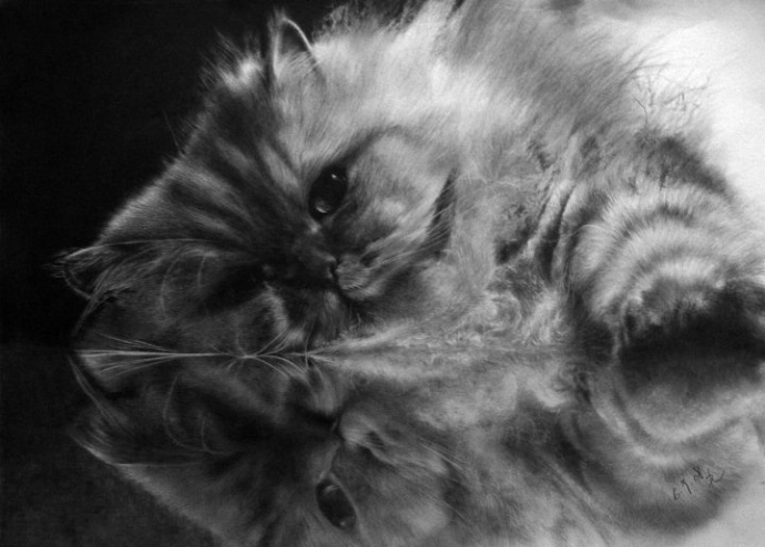 超写实猫咪素描图片(5)
