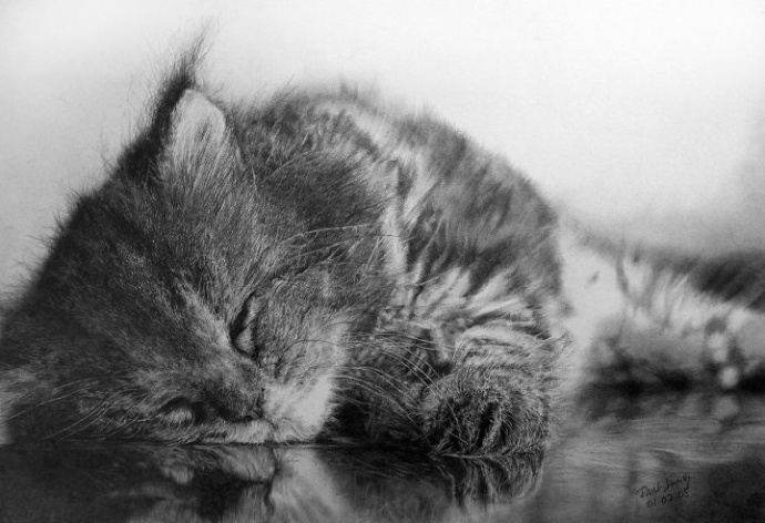 超写实猫咪素描图片(4)