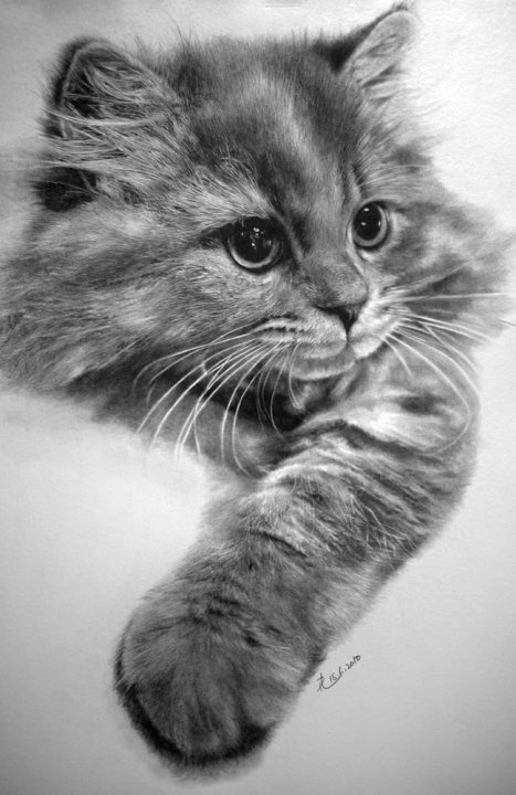 超写实猫咪素描图片(7)