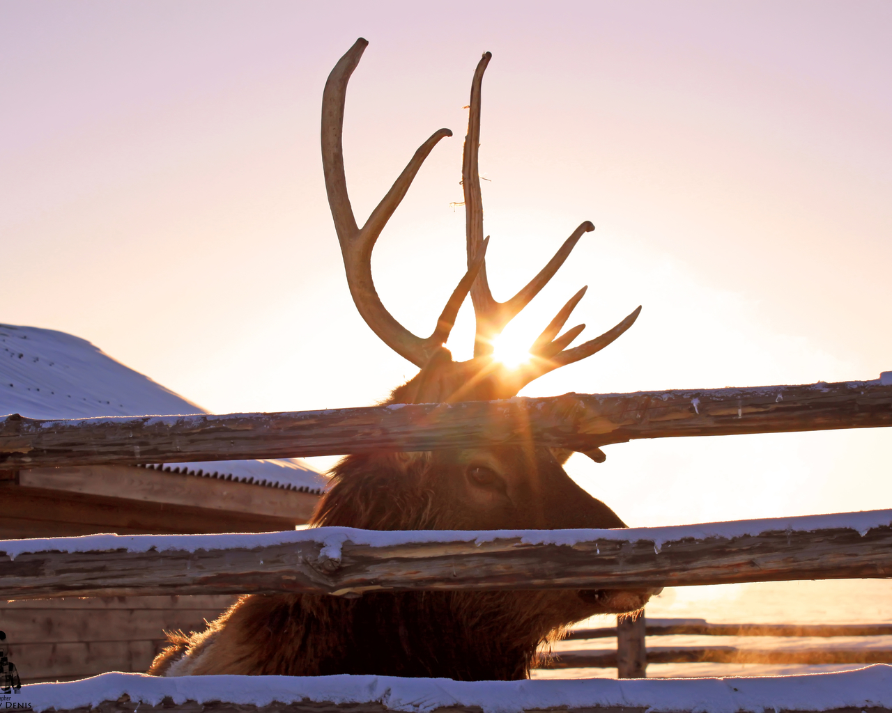麋鹿呦呦 麋鹿高像素真实图片