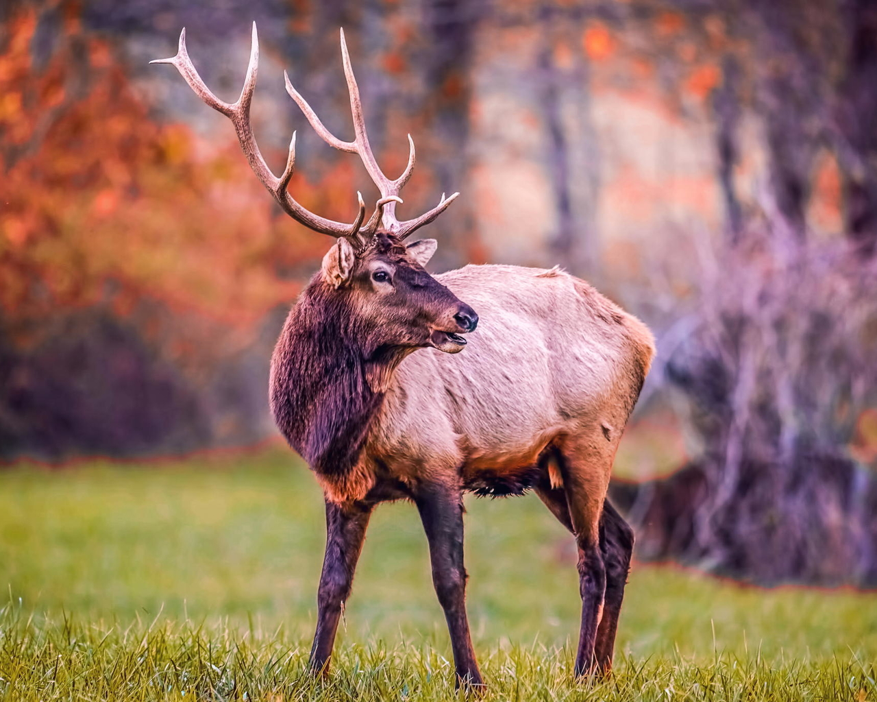麋鹿呦呦 麋鹿高像素真实图片