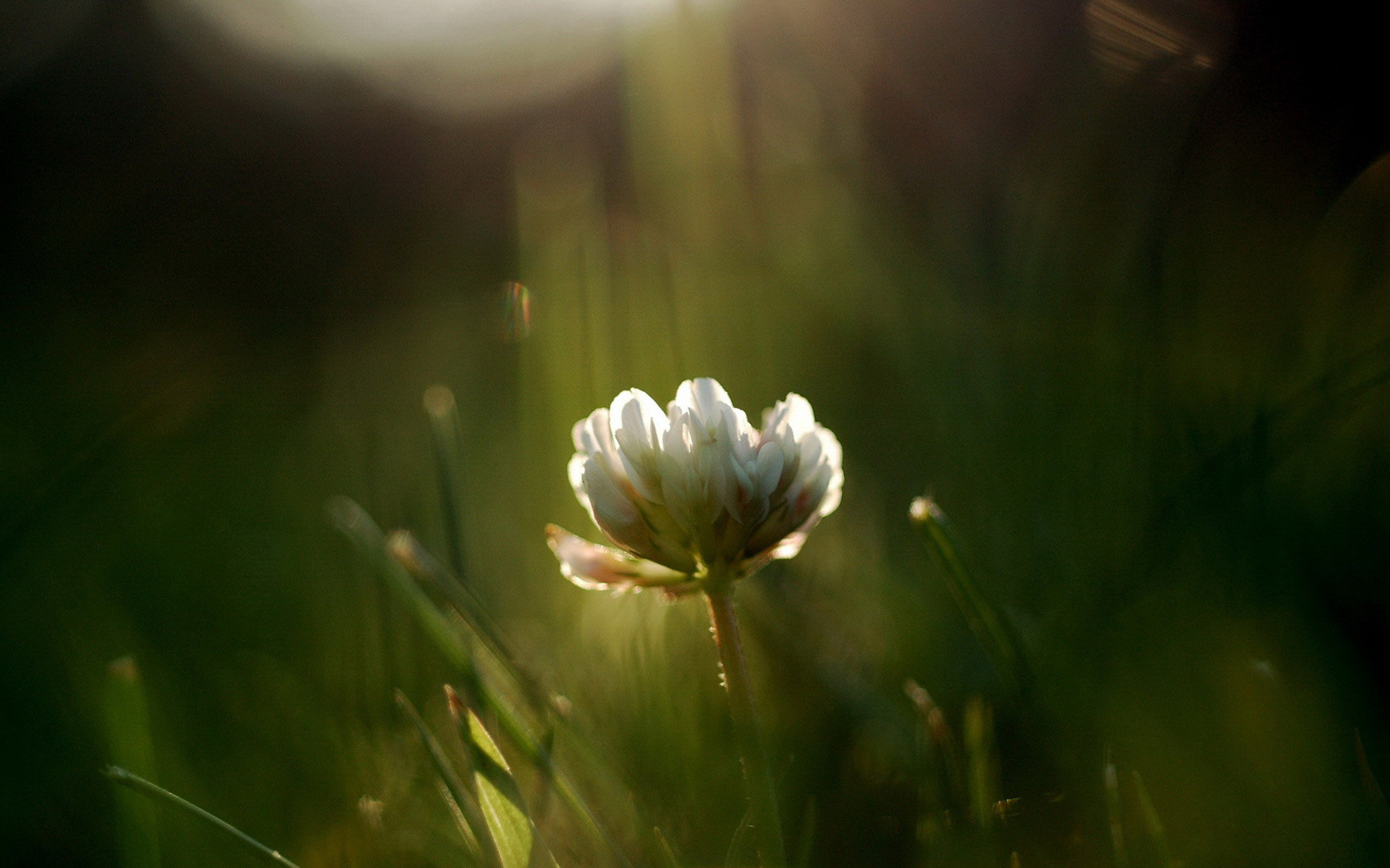 一朵开在田野里的小花 小清新花朵意境图片