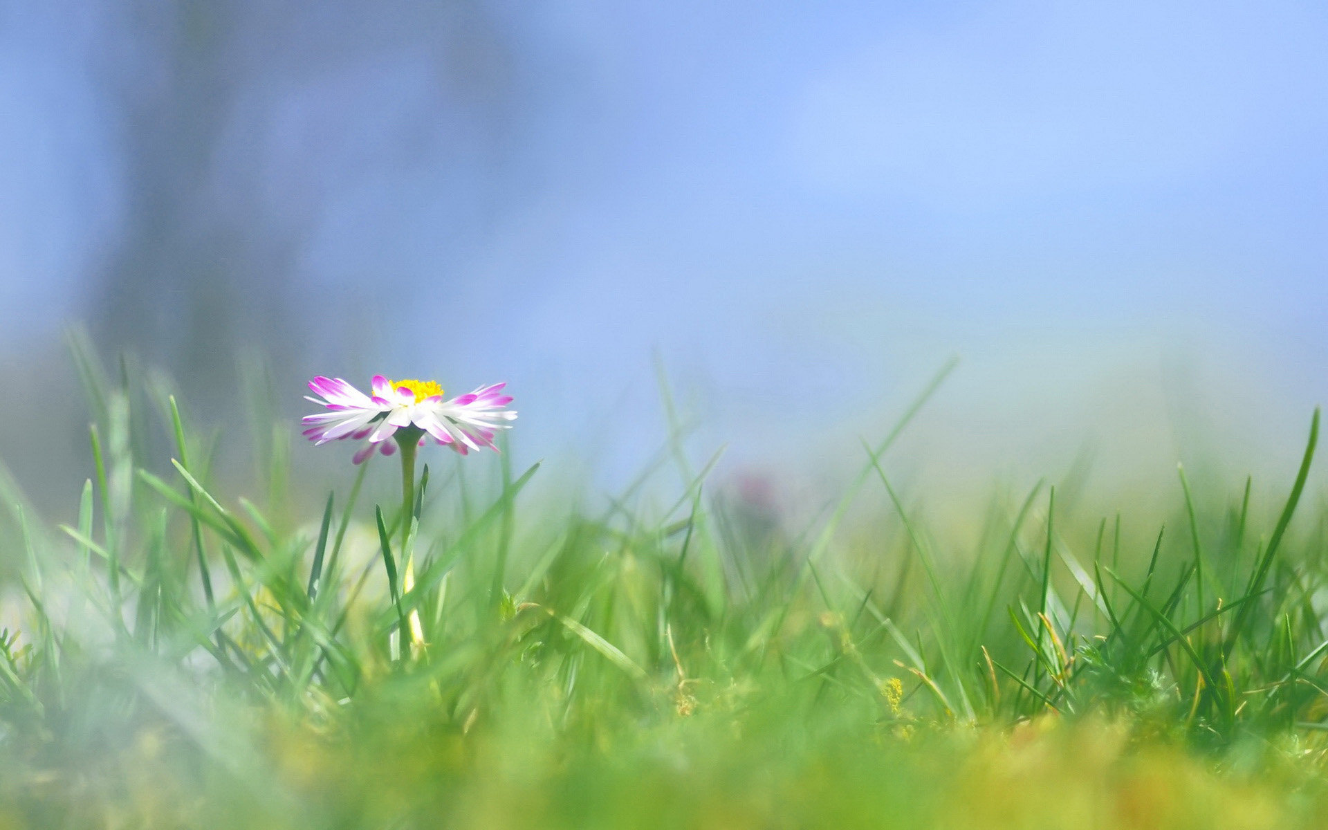一朵开在田野里的小花 小清新花朵意境图片(3)