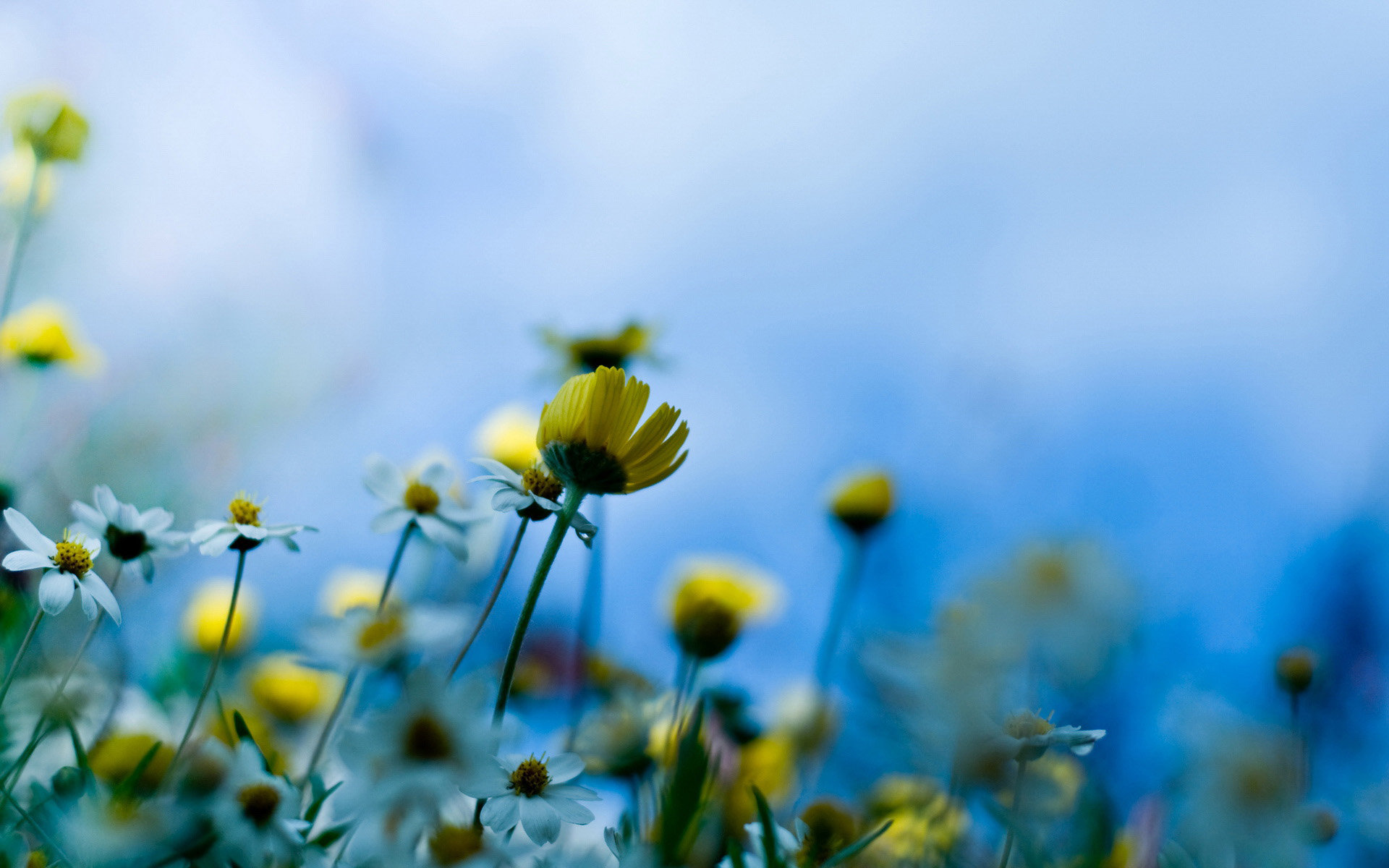 一朵开在田野里的小花 小清新花朵意境图片(5)