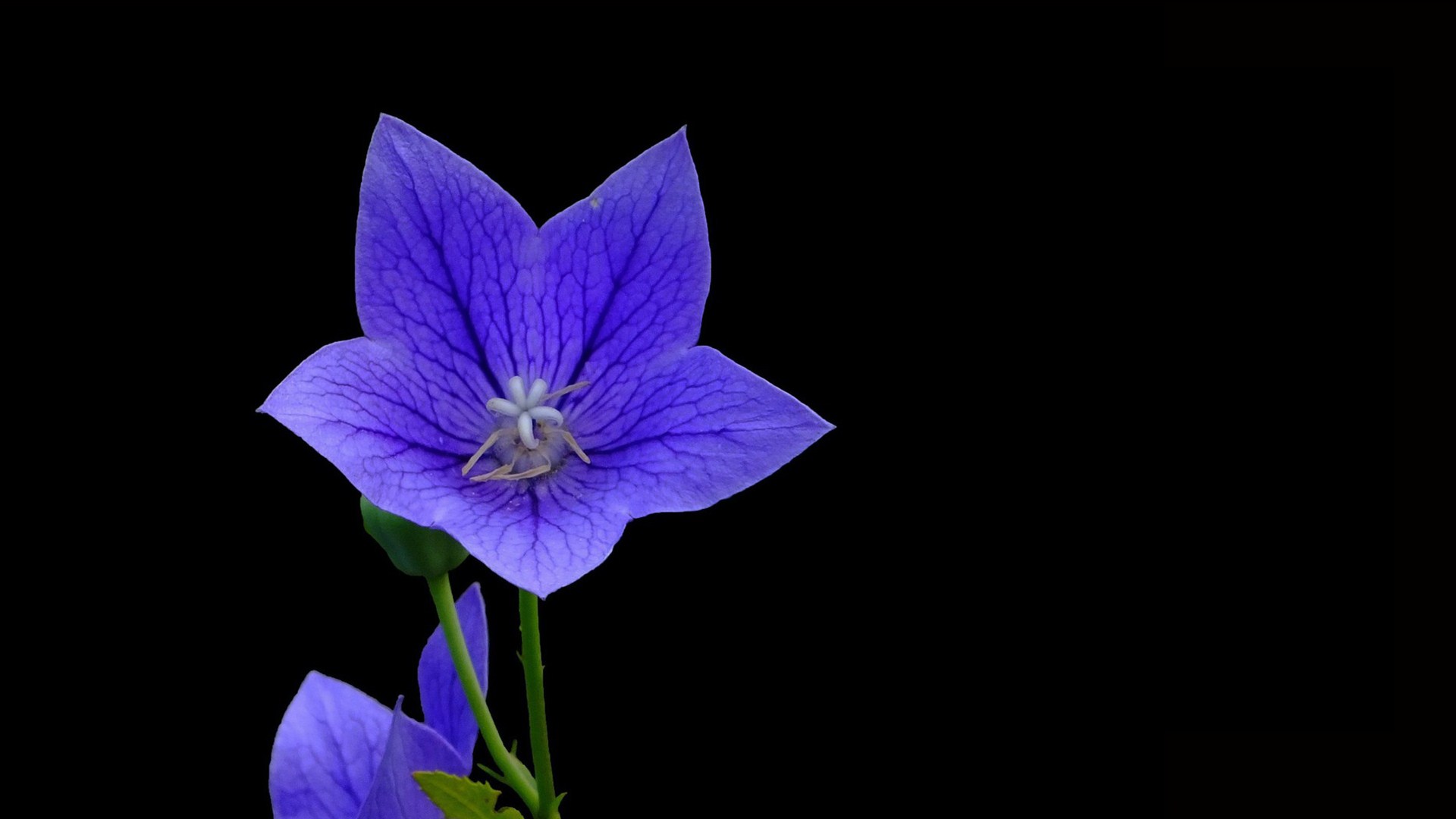 紫色桔梗花摄影图 紫色洋桔梗花图片(3)