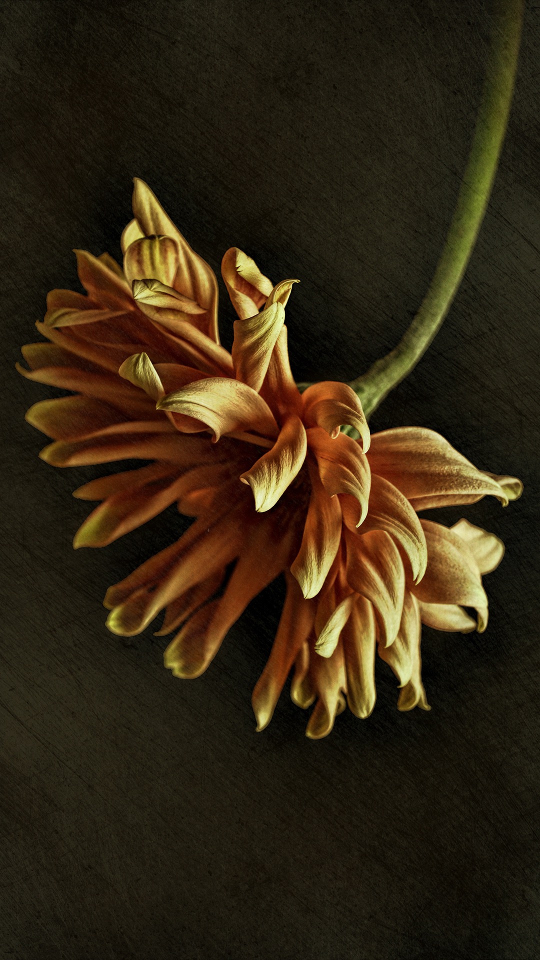 植物手机壁纸高清图片 花朵光与影的交织