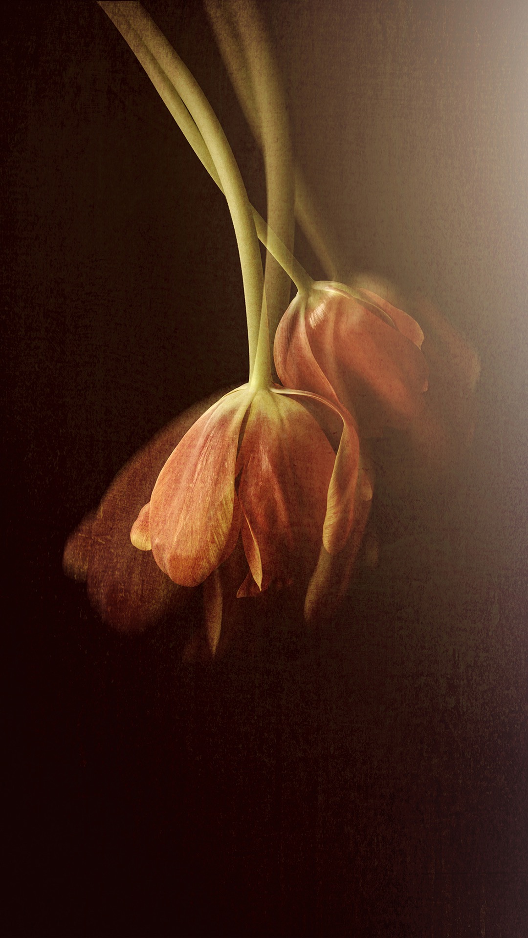 植物手机壁纸高清图片 花朵光与影的交织(2)