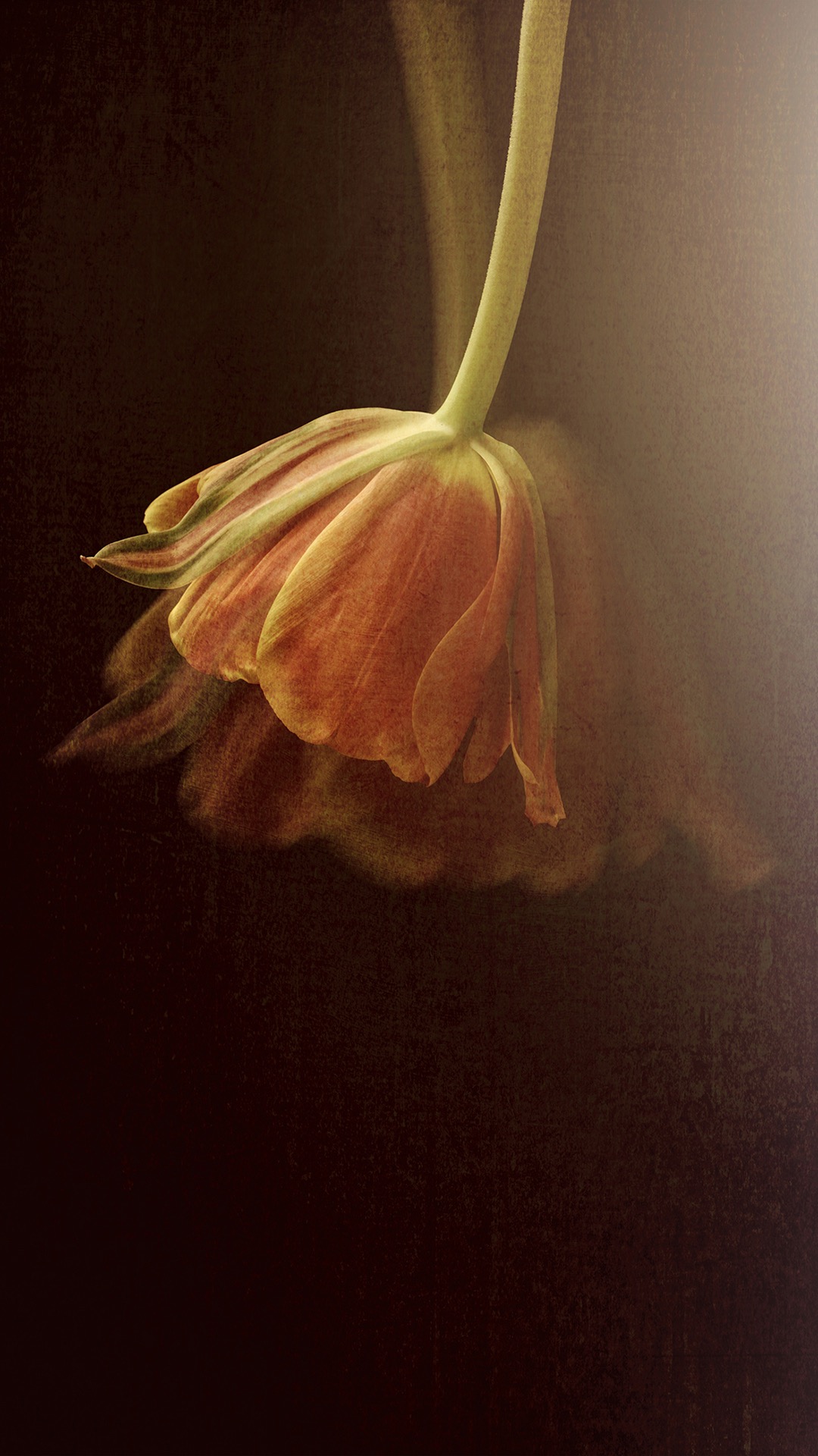 植物手机壁纸高清图片 花朵光与影的交织(4)