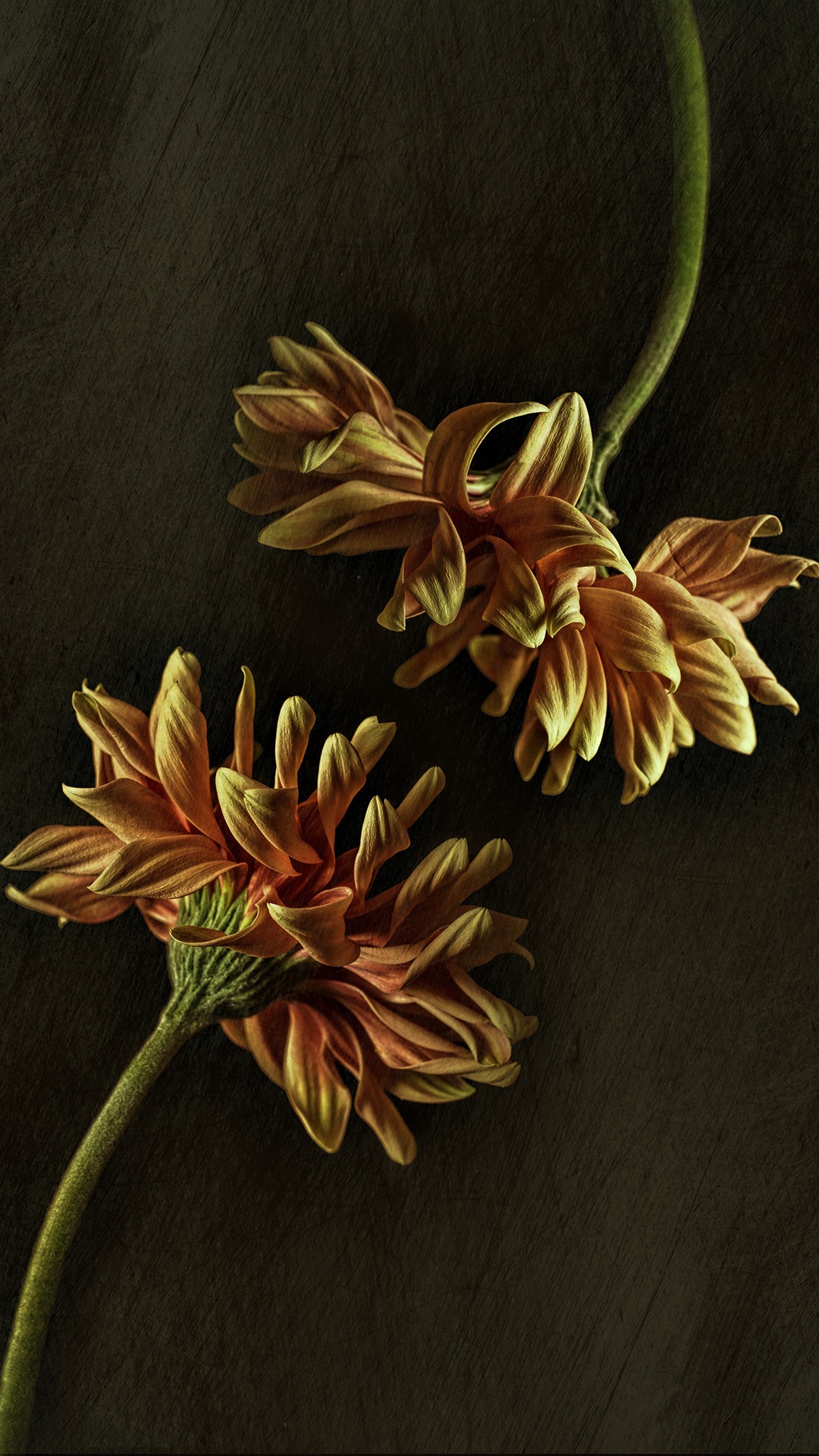 植物手机壁纸高清图片 花朵光与影的交织(6)