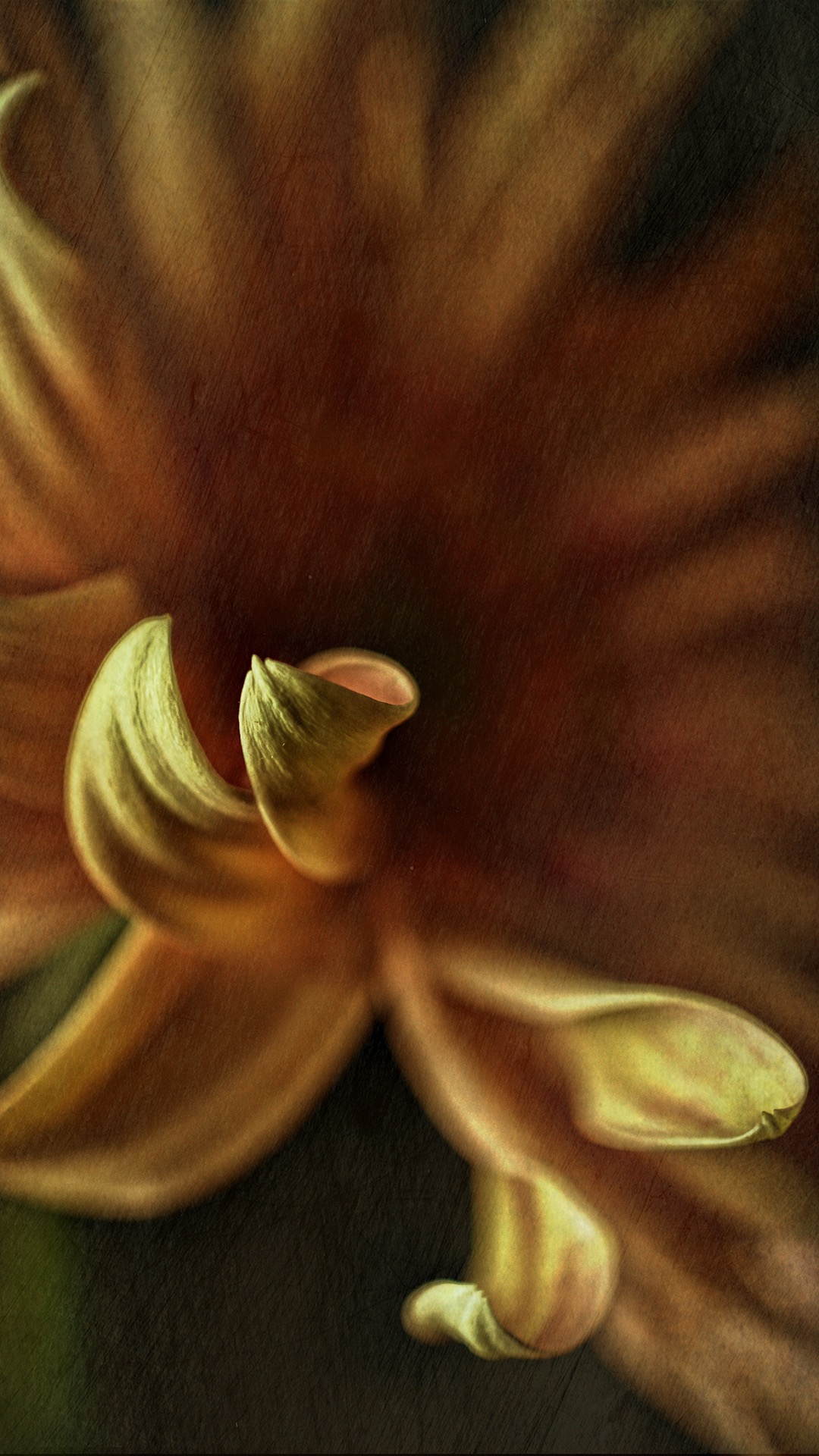 植物手机壁纸高清图片 花朵光与影的交织(7)