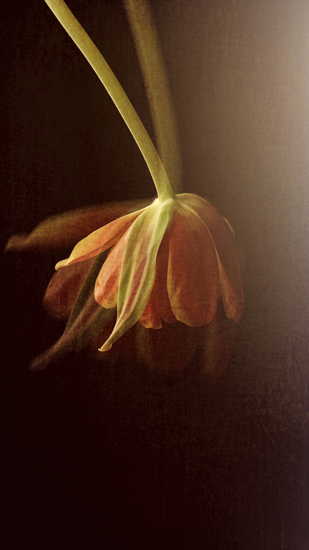 植物手机壁纸高清图片 花朵光与影的交织(8)