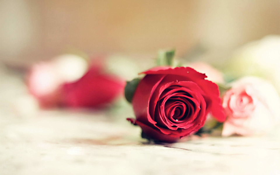 玫瑰花图片大全唯美 娇艳欲滴的玫瑰花