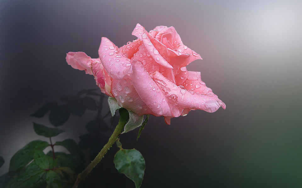 玫瑰花图片大全唯美 娇艳欲滴的玫瑰花(3)