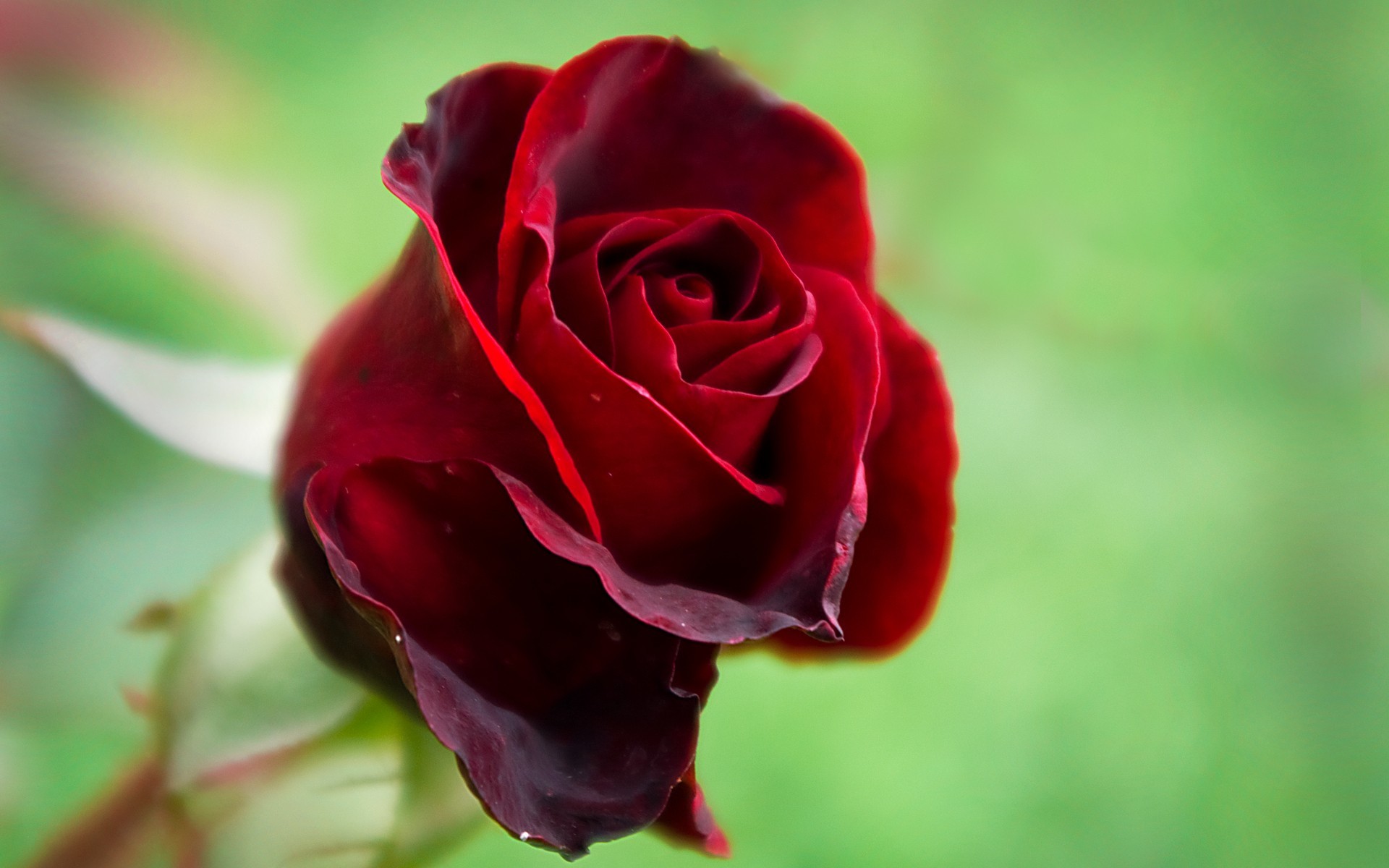 玫瑰花图片大全唯美 娇艳欲滴的玫瑰花(5)