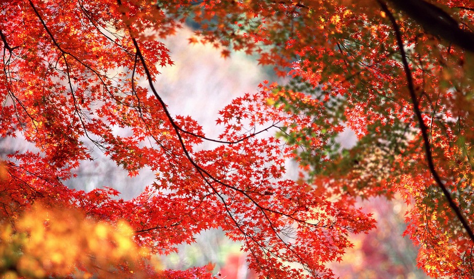 红叶图片大全 最美的红叶风景图片(5)