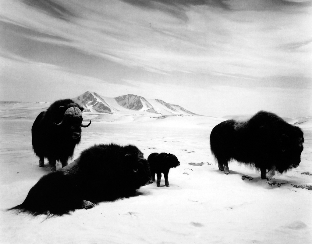 黑白动物图片 黑白野生动物摄影图片(8)