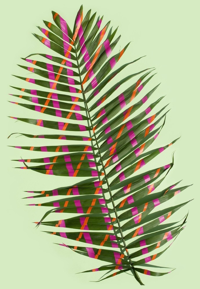 植物设计图片素材 叶子上的抽象绘画图片(3)