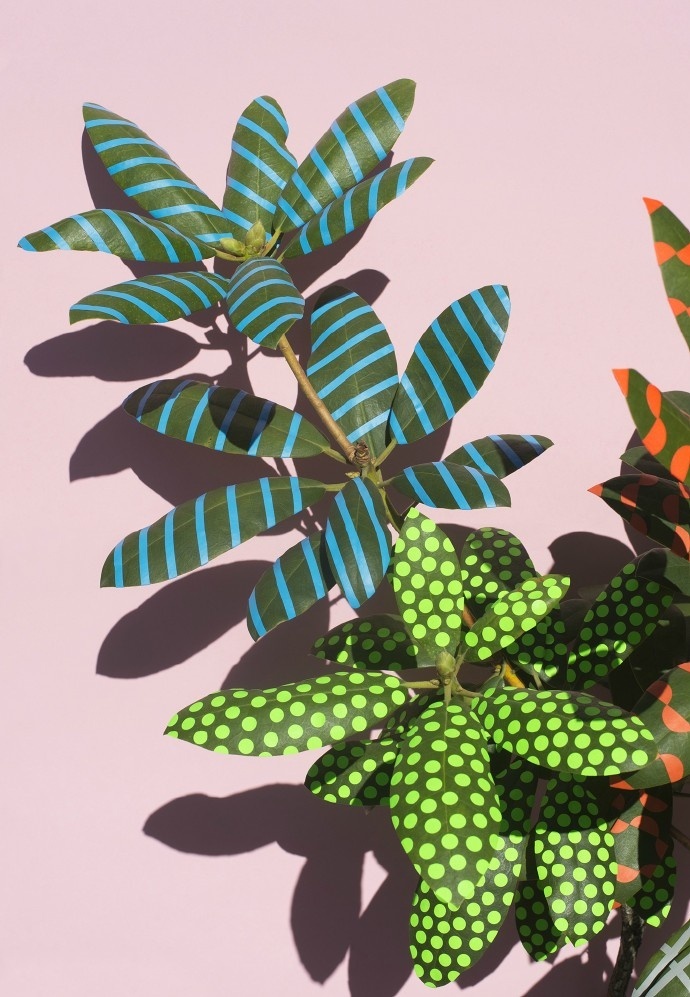 植物设计图片素材 叶子上的抽象绘画图片(6)
